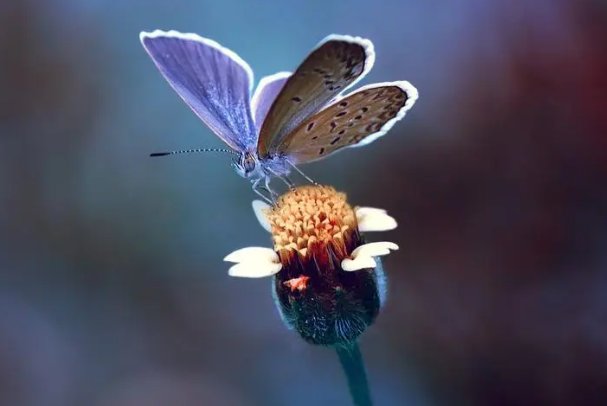 蝴蝶的家可能在哪