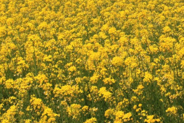 植物10首很短的现代诗四年级