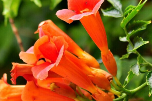 冬青树上挂凌霄 是什么意思啊