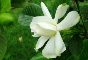 栀子花叶片、特别是嫩叶总有这样的线痕是怎么回事？