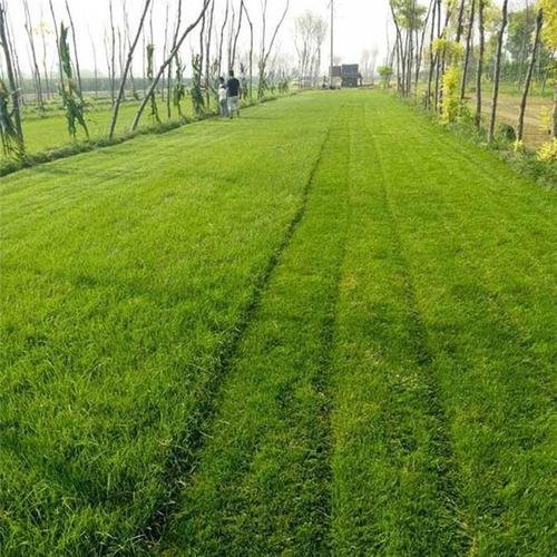 天堂419草坪的介绍