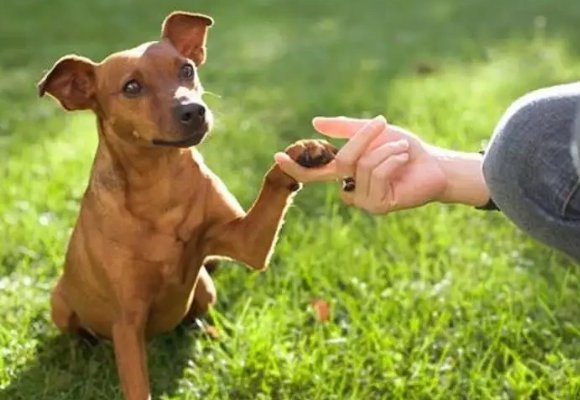 牵犬师是什么职业蚂蚁新村