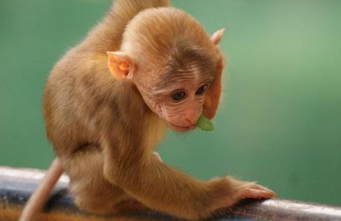 猴痘不是新版天花，这两种病毒有何区别？