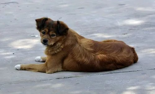 学校回应保安打死喂奶狗妈妈一事，具体是如何回应的？