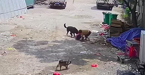 福建漳州一老太被恶犬咬死，家属不同意10万赔偿，你如何看待此事？