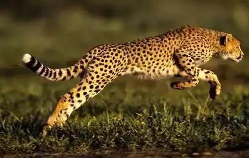 猎豹100米多少秒?