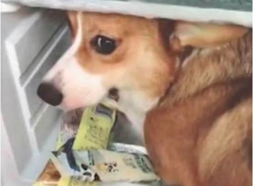 狗狗趁主人睡觉开冰箱偷吃是怎么回事？