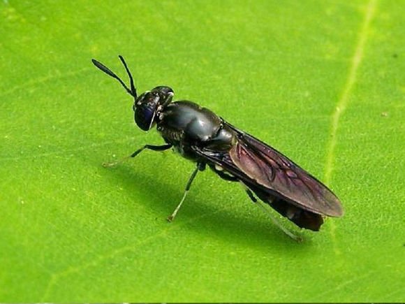 黑粉虫是黑水虻吗？