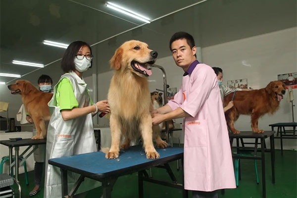 派多格宠物学校学费大概多少