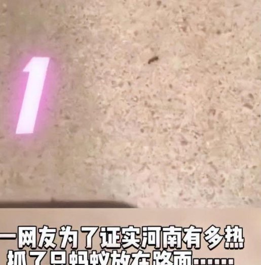 蚂蚁落地3秒暴毙，河南到底有多热？