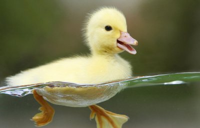 小学生元旦节目小品