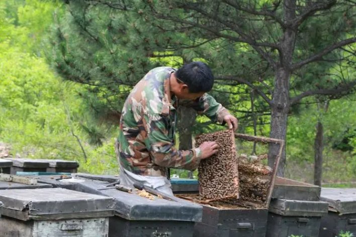 用蜜蜂借物喻人一段话