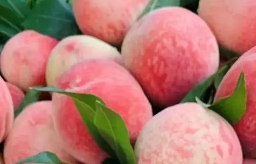 水蜜桃有没有毛呢?