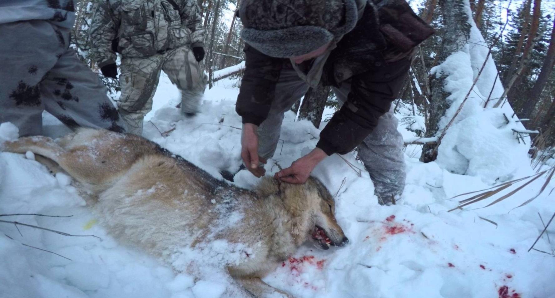 爱犬被狼群撕咬，哈尔滨五旬男子持石块大战群狼，此举有何风险？