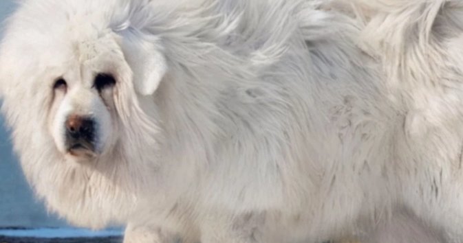 藏獒中最稀有的品种