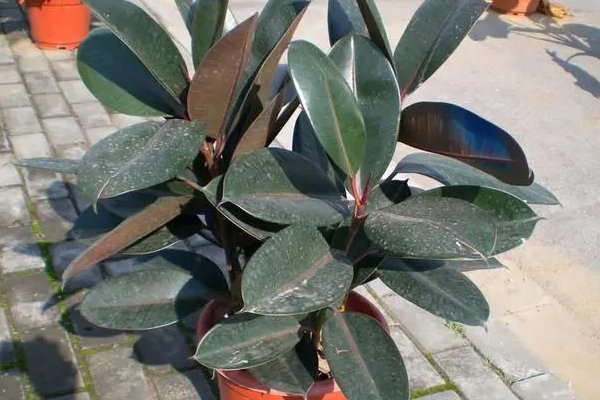 植物10首很短的现代诗四年级