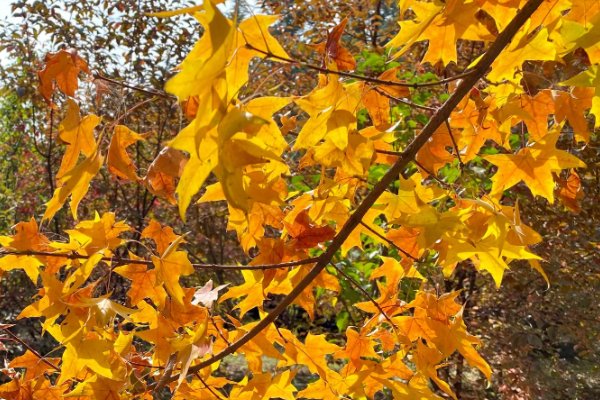 解落什么秋叶能开什么月花