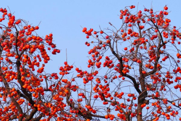 植物10首很短的现代诗四年级