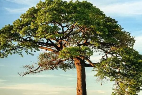 植物10首很短的现代诗四年级