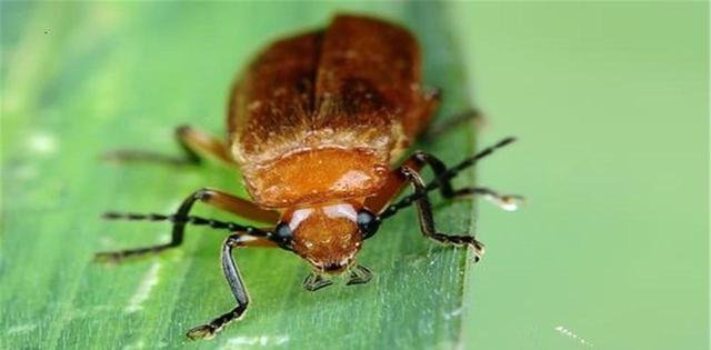 已经出现退化现象，福建发现的这种新物种是什么？