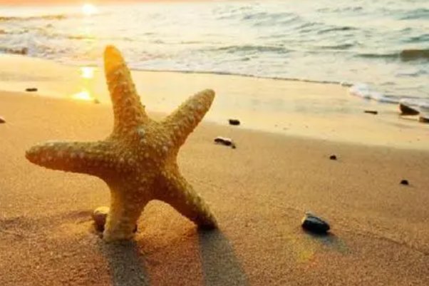 沙滩的童话课后第二题怎么写