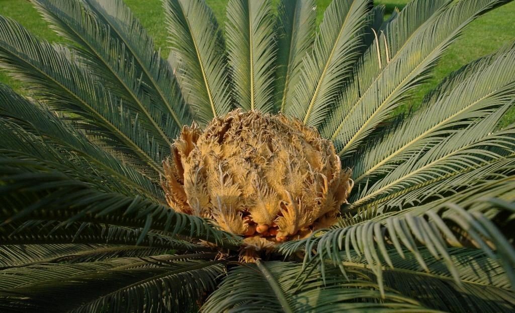 南美苏铁的介绍