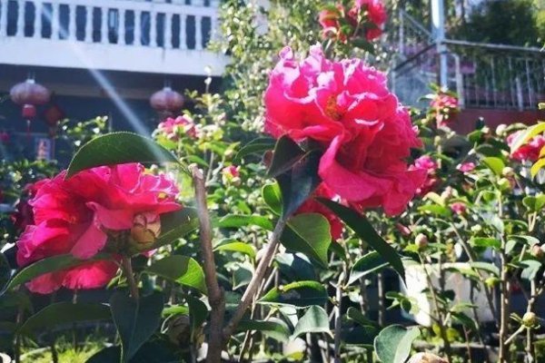 家里为什么不能养茶花