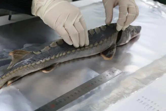 渔民捕获一条50多公斤野生中华鲟，这种生物对水质的要求有多严苛？