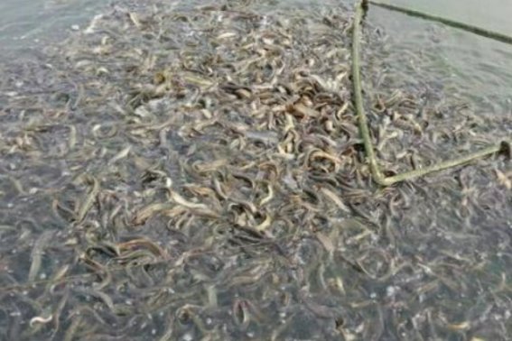 一亩地能养殖多少泥鳅