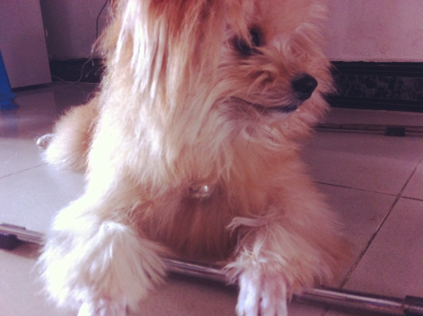 Li哥的主要作品