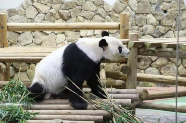 大熊猫为什么近期扎堆回国?