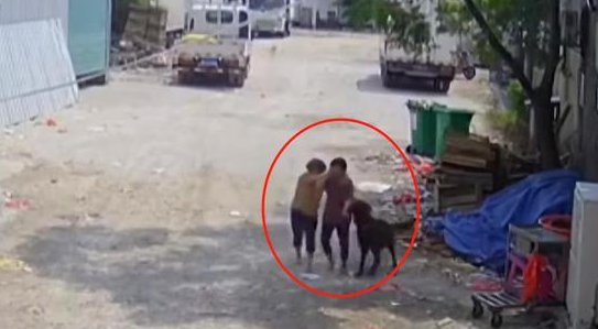 福建漳州一老太被恶犬咬死，家属不同意10万赔偿，你如何看待此事？