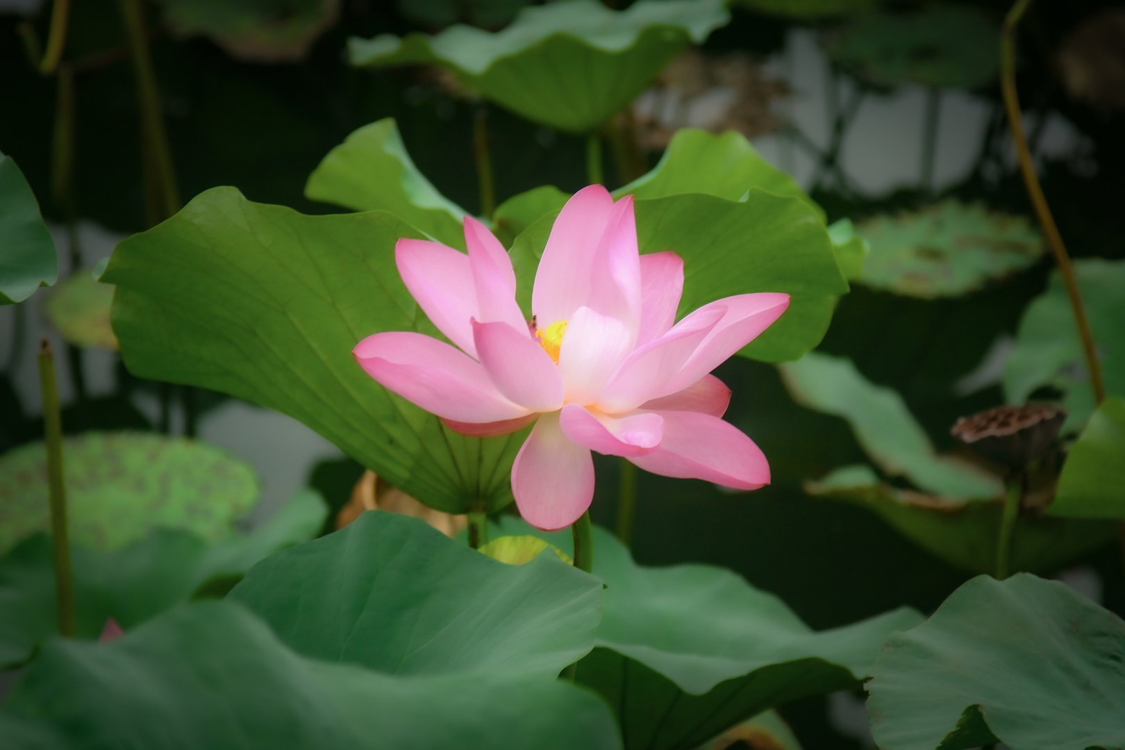 杭州千年古莲二代种子再次开花，今年首开两朵，你对这种植物有多少了解？