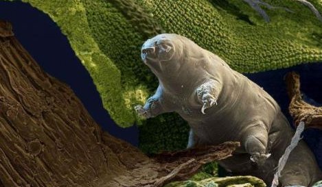 水熊虫对人体有害吗？