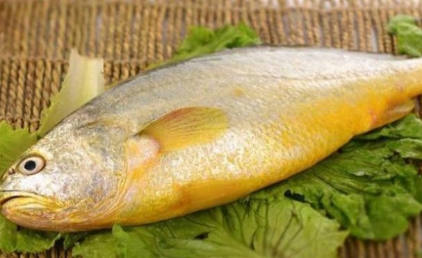 黄花鱼多少钱一斤