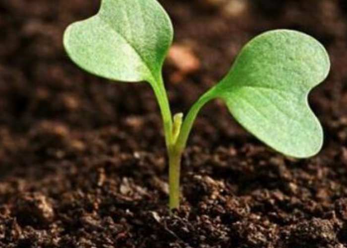 女子在石缝中发现野生西瓜，植物的生命究竟有多顽强？