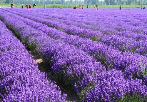 紫色是用什么颜色调和出来的?