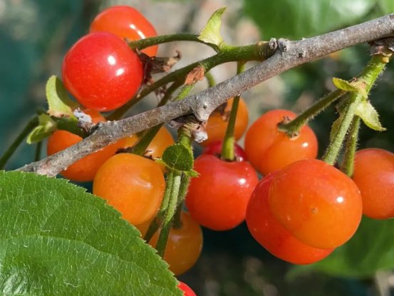 樱桃快成熟时为什么会掉