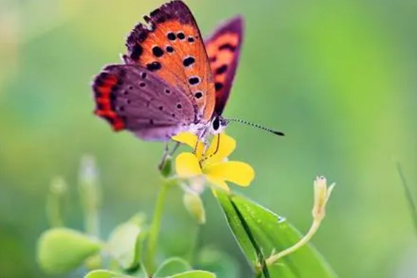 蝴蝶的家可能在哪