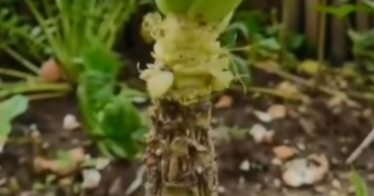 在非洲，男子把上海青种成了万年青，他究竟是如何做到的？