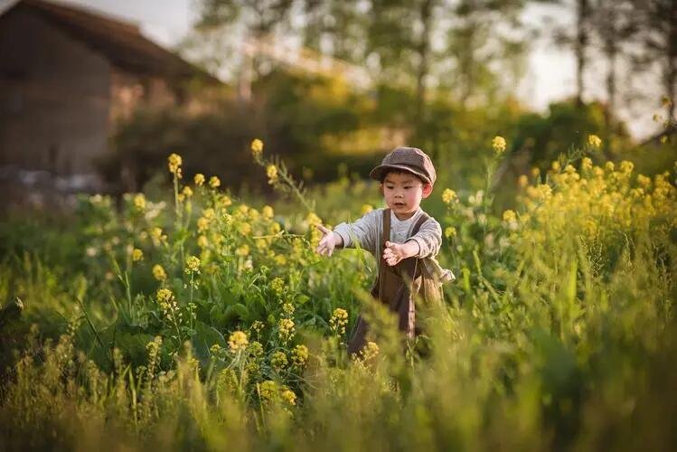 什么急走追黄蝶飞入菜花无处寻