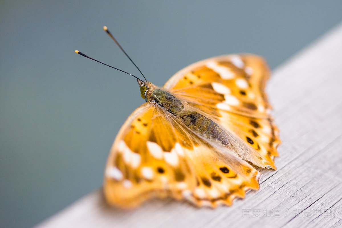 蝴蝶身上的粉末是用来干什么的呢？