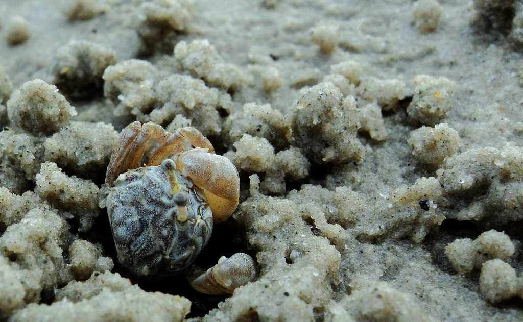 为什么螃蟹在沙滩上挖沙子是圆球球？它在干吗？