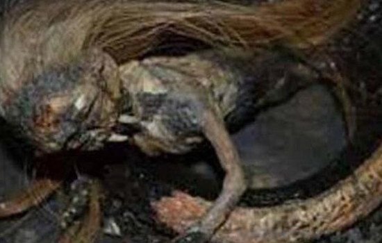 女娲真身吓人的图片 墓中挖到很恐怖的蛇身(假的)
