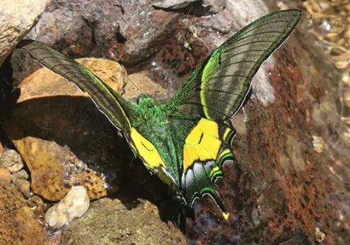 国内首次！我国首次育出蝶中皇后雌蝶，蝶中皇后是什么蝴蝶？