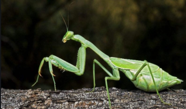 mantis是什么意思