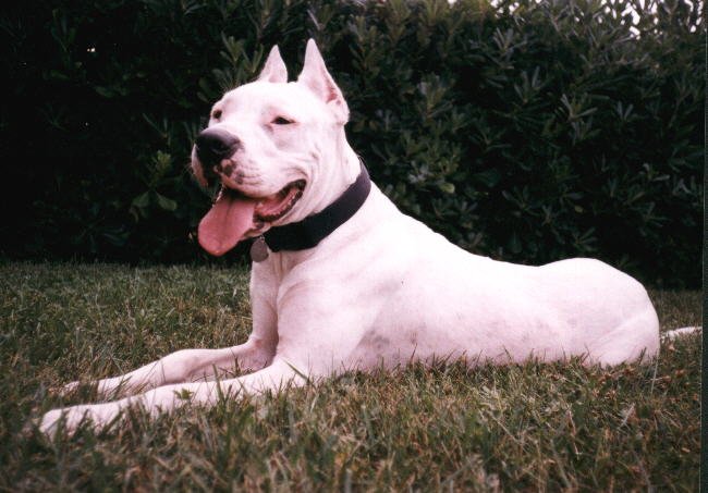 阿根廷犬的介绍