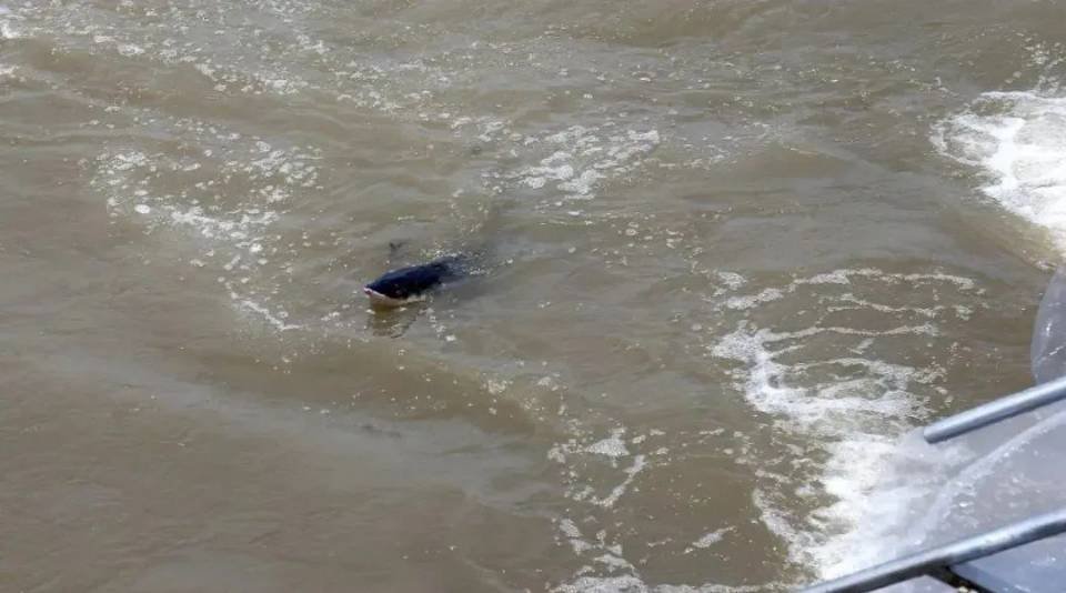 浙江渔民出海意外捕获一条50多公斤野生中华鲟，该如何处理这种鱼？