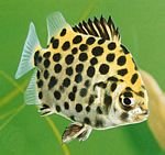 有可以吃鱼粪的鱼么？鱼缸里养的。