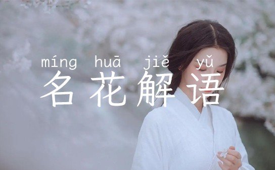 名花解语是用来形容什么的